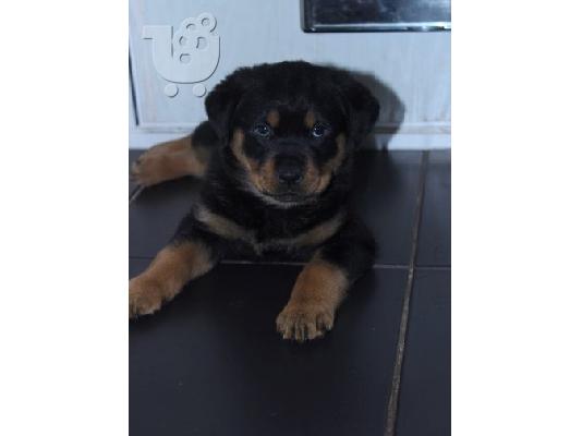rottweiler
